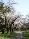 Cherry Blossoms in Otaru Park