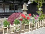Peonies in the Garden of Former Aoyama Villa