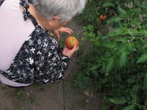 江差姥神大神宮渡御祭。