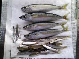 サバ４、チカ２４