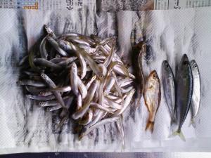 チカ、サバ、ハゼ、タナゴ？