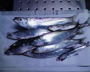 第二埠頭で釣れたニシン