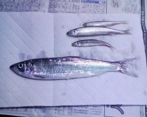 気前よく分けていただいたニシンとチカ 気前よく分けていただいたニシンとチカ