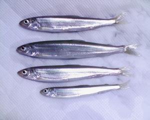 底近くから釣れたチカ4匹 底近くから釣れたチカ4匹