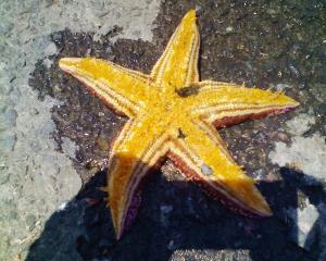 重かったヒトデ