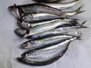 平日夕方に釣ったカタクチ 平日夕方に釣ったカタクチ