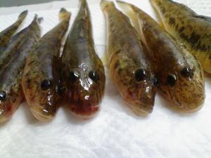 ハゼが釣れました