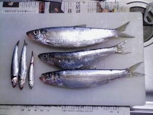 ニシン＆カタクチ各３匹