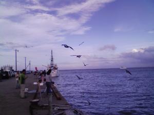 古い映画のような鳥の大群にたじろぐ 古い映画のような鳥の大群にたじろぐ