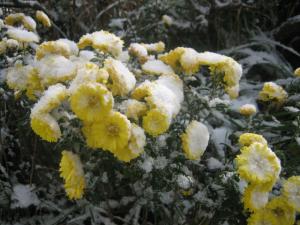 冬来タリテ枯レヌ庭ノ花カナ | Copyright (C) Kazuo Yamamoto