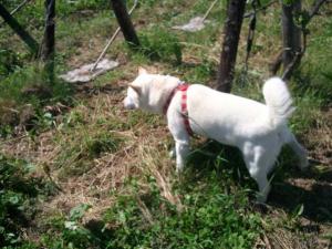 らんこし町の松原農場(ワイナリー) 訪問