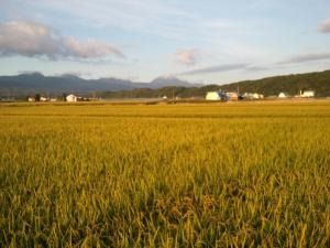 らんこし町の中山さんのお米が入荷しました!