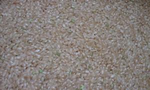 あこがれの富山産コシヒカリ