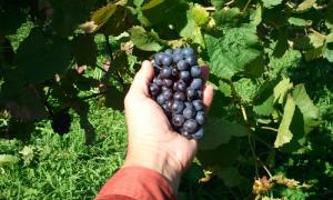 収穫のお手伝い