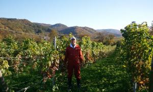 収穫のお手伝い