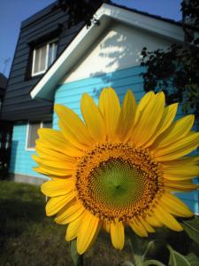 新興住宅街のひまわり 新興住宅街のひまわり