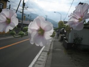 コケコッコー! コケコッコー!