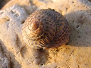 夕暮れの巻貝|Copyright (C) Kazuo Yamamoto