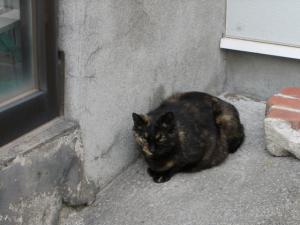 野良猫の居心地|Copyright (C) Kazuo Yamamoto