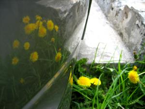 車に映えるタンポポ|Copyright (C) Kazuo Yamamoto