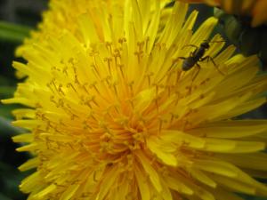 タンポポと働きアリ|Copyright (C) Kazuo Yamamoto