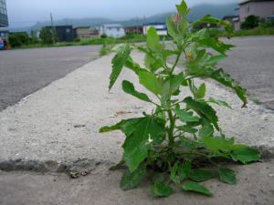 夏草や|Copyright (C) Kazuo Yamamoto