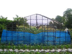 とうもろこし畑|Copyright (C) Kazuo Yamamoto