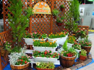 手稲駅構内のフラワーガーデン|Copyright (C) Kazuo Yamamoto