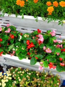 養護学校のプランター|Copyright (C) Kazuo Yamamoto