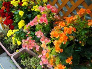 手稲中央幼稚園のプランター|Copyright (C) Kazuo Yamamoto