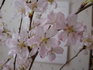 Spring has not come yet