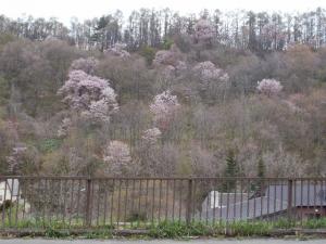 Cherry blossoms on the hill in front of JR Shioya station