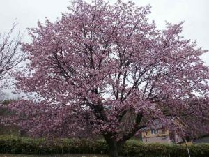 A cherry tree in the field in Shioya