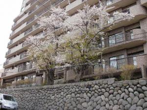 Cherry blossoms in front of an apartment
