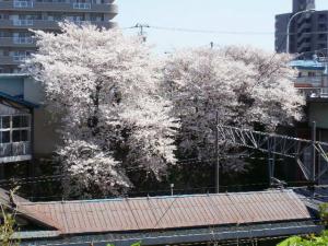 JR Minami Otaru Station's Cherry Blossoms JR Minami Otaru Station's Cherry Blossoms