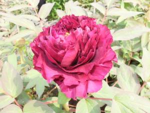 Peony Up Close Peony Up Close