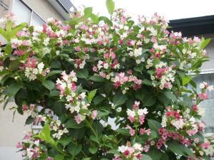 Craving for the Sunshine