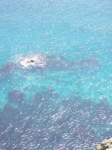 Shakotan Blue Shakotan Blue