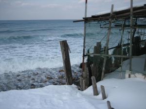 群来?| Copyright (C) Kazuo Yamamoto 群来?| Copyright (C) Kazuo Yamamoto