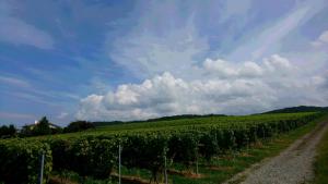 余市の新しいワイナリーに行ってきました!