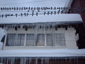 Icicles & Pigeons