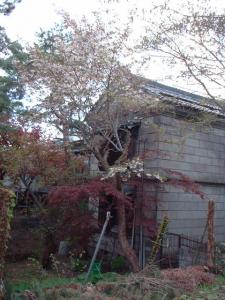 Cherry Blossoms and Stone Warehouse