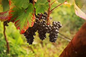 平川ワイナリーのフラッグシップワイン「L'AUBE」(2015ローブ)ご予約承ります。