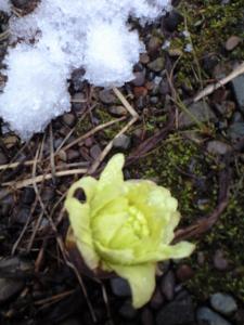 ふきのとうボケた携帯写真1| Copyright (C) Kazuo Yamamoto ふきのとうボケた携帯写真1| Copyright (C) Kazuo Yamamoto