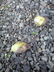 ふきのとうボケた携帯写真2| Copyright (C) Kazuo Yamamoto ふきのとうボケた携帯写真2| Copyright (C) Kazuo Yamamoto