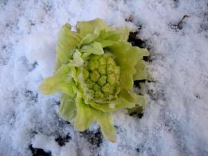軒先南側のふきのとう| Copyright (C) Kazuo Yamamoto 軒先南側のふきのとう| Copyright (C) Kazuo Yamamoto