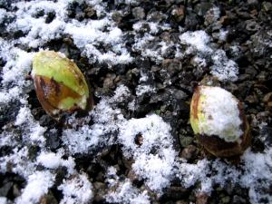 軒先南側のふきのとう| Copyright (C) Kazuo Yamamoto 軒先南側のふきのとう| Copyright (C) Kazuo Yamamoto