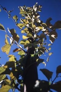 空へ緑が行く|Copyright (C) Kazuo Yamamoto