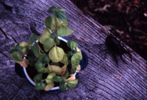 ポットとクワガタ|Copyright (C) Kazuo Yamamoto