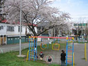 桜の下の楽しみ|Copyright (C) Kazuo Yamamoto